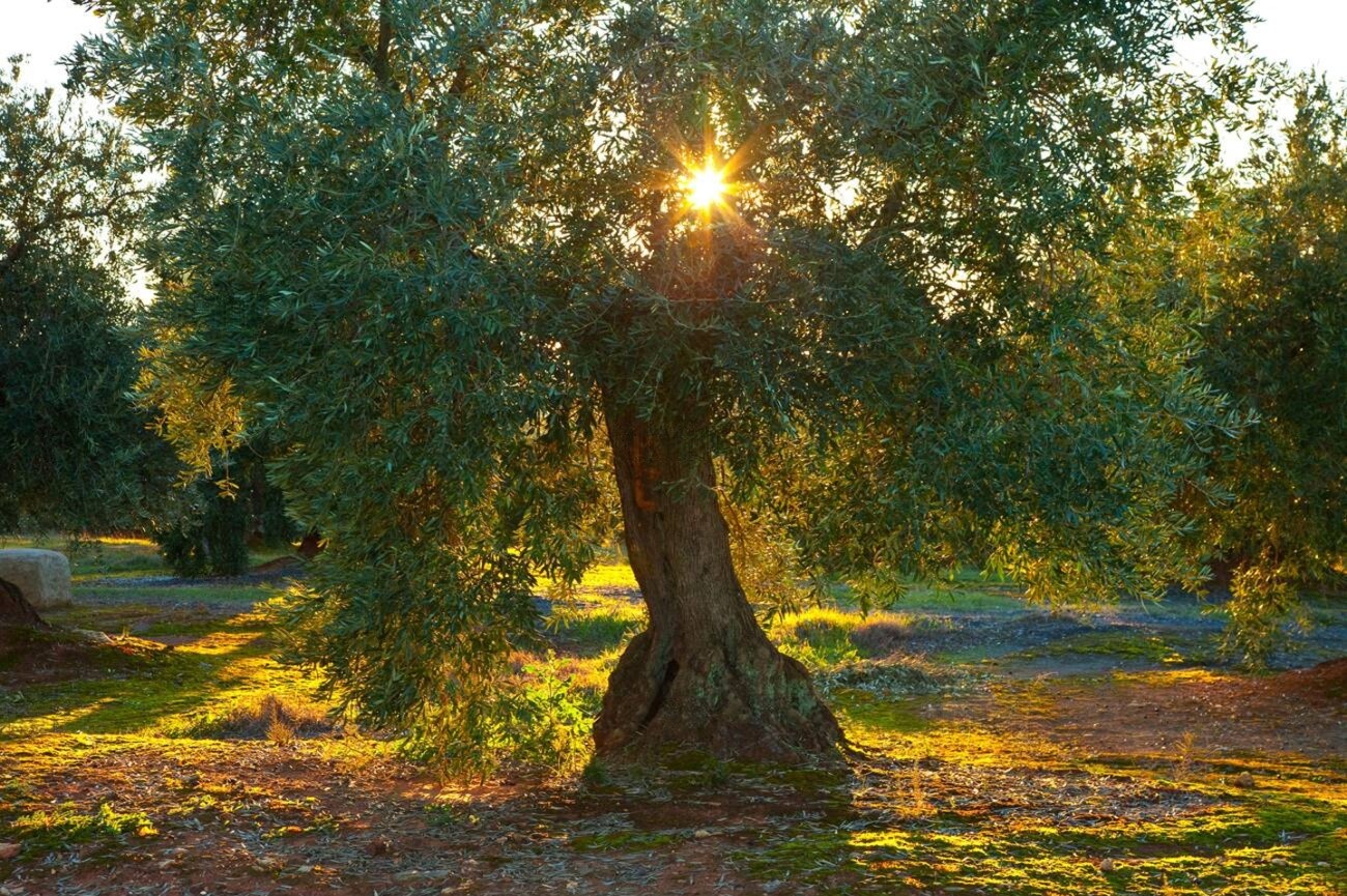 Uliveto secolare del Cilento, lungo gli itinerari lenti